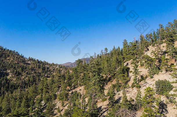 松树矗立在南加州山区布满巨石的山坡上。