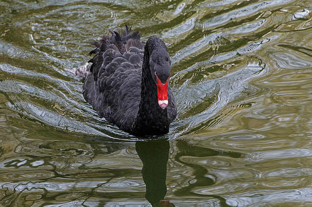 黑天鹅在湖里游泳