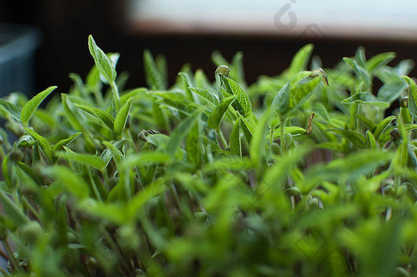 一边视图绿色绿豆豆种子发芽盒子增长新鲜的生豆芽健康的食物概念在农业首页
