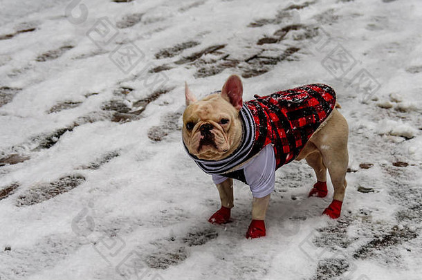 一只动物，一只狗，一只白色的法国斗牛犬，站在雪地上，穿着格子布衣服，红黑相间，红袜子和一条黑黑相间的围巾
