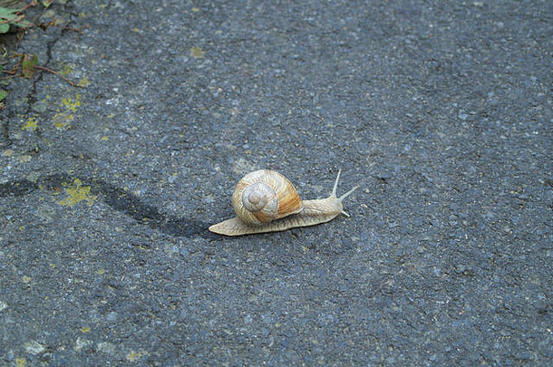 蜗牛湿跟踪