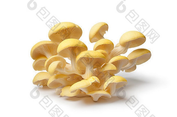 新鲜的生黄色的牡蛎蘑菇白色背景