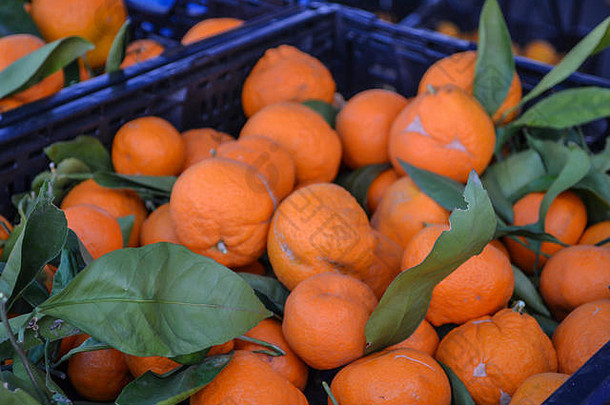 加利福尼亚州圣地亚哥的周末农贸市场，在那里你可以品尝新鲜的橙子、柠檬和各种各样的食物和小贩