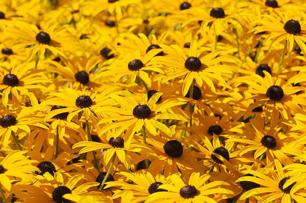 高黄色的黑色的黄雏菊属花亨菲尔德苏塞克斯