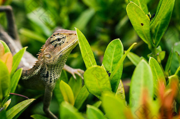 泰国绿叶上的东方园蜥蜴