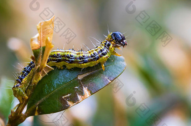 盒形树蛾，Cydalima perspectalis，是欧洲的<strong>入侵物种</strong>，在英国被列为顶级花园害虫