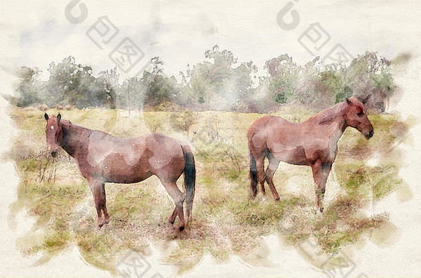 两匹棕色的马在绿色的农田上用水彩画