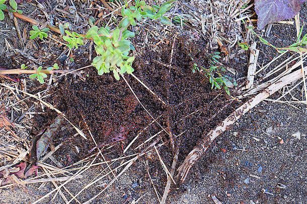 殖民地红色的蚂蚁小春天输出蚂蚁表面交配