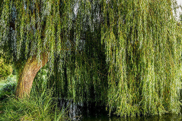 法国桑特尼池塘上的垂柳