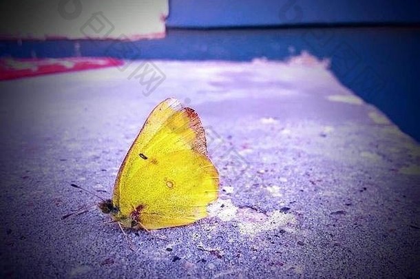 黄蝴蝶