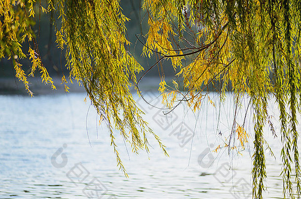 秋天湖边的垂柳枝被风吹动