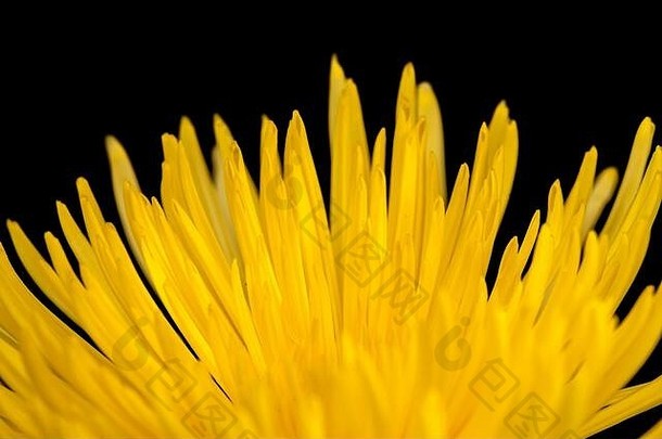 黑底黄星菊