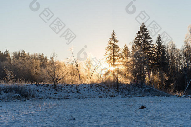美丽的黑暗色彩斑斓的日出森林冬天霜