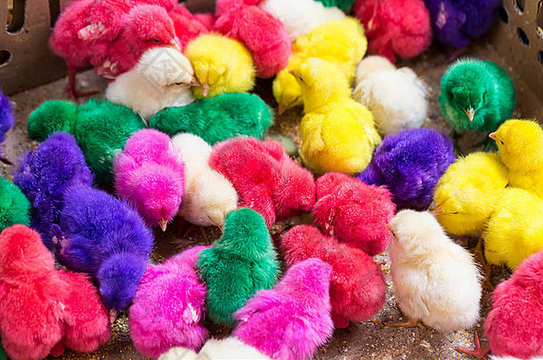 色彩斑斓的可爱的婴儿鸡
