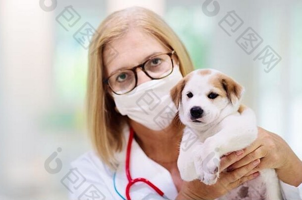 兽医检查狗。小狗在兽医那里。<strong>动物</strong>诊所。宠物检查和疫苗接种。狗的保健。小狗正在接受注射。
