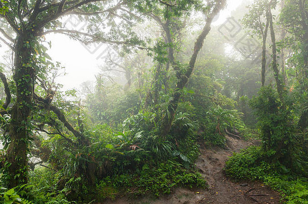 深郁郁葱葱的多雾的热带雨林