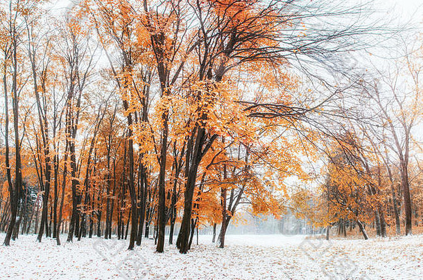 十月山山毛榉林，冬季第一场雪