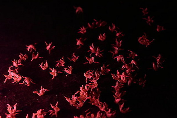 具有红色效果的美丽花朵，令人惊叹的卧花，可用于网络上的任何用途。