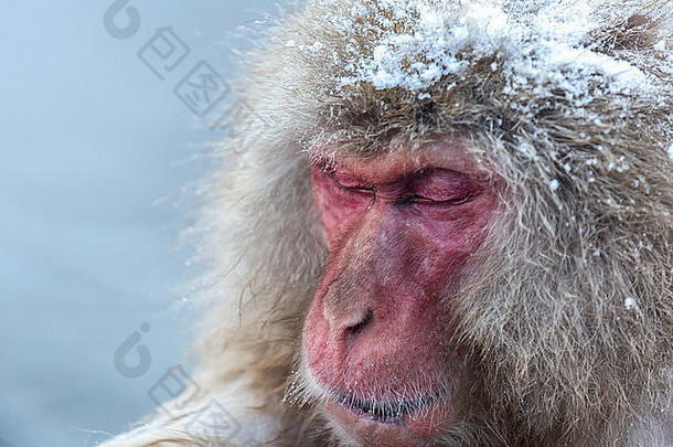 日本中野县温泉温泉上的雪猴猕猴