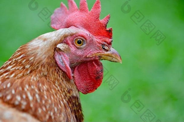 罗德岛红色的鸡肖像汤斯维尔昆士兰澳大利亚