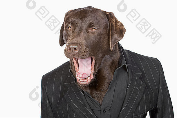 一只穿着细条纹夹克的漂亮巧克力拉布拉多猎犬的独立镜头