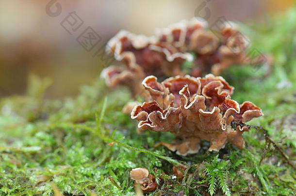 韧革菌属高萨帕图姆出血橡木地壳野生蘑菇芬兰