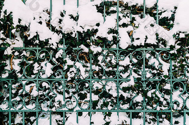 绿色<strong>藤蔓生长</strong>在覆盖着冬雪的钢栅栏中