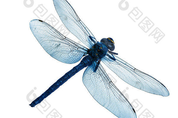 在白色背景上隔离的美丽蓝色蜻蜓的扁平化，高分辨率