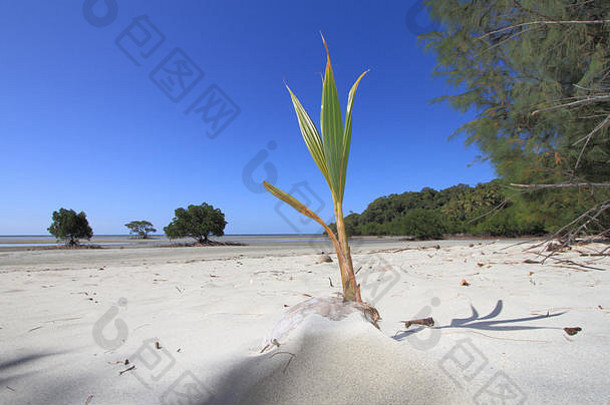 椰子可可椰子柱头白色桑迪海滩北昆士兰澳大利亚