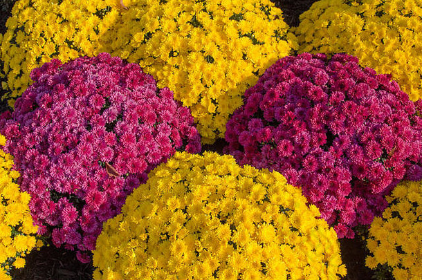 多色盆栽菊花。一组红黄相间的盆栽菊花为秋天的花园增添了鲜艳的色彩。从上方拍摄