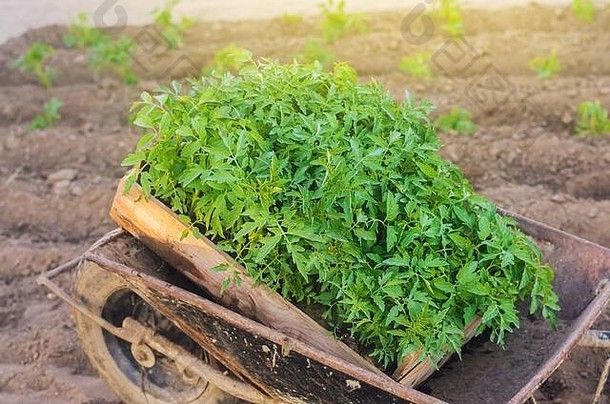 新鲜的番茄幼苗放在盒子里。在田间种苗。种植有机蔬菜。环保产品。农业和农业。硒