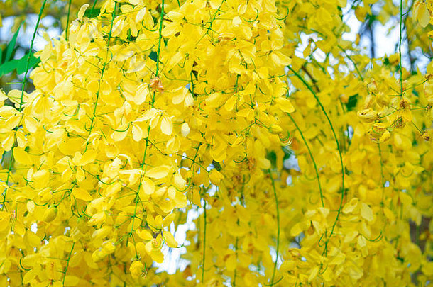 <strong>桂花树</strong>上花（金莲树），花开在树上，背景自然模糊，被称为金雨树，迦南