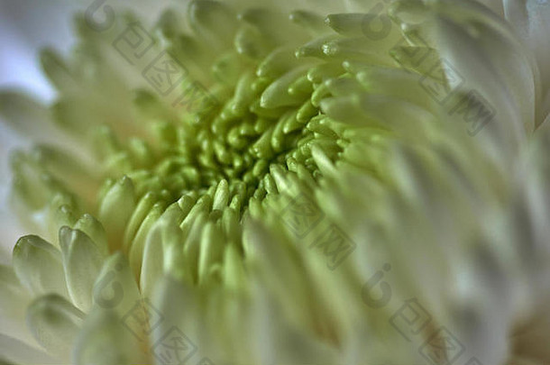 白色菊花球形形状绿色核心模糊背景俄罗斯莫斯科假期礼物情绪自然花植物