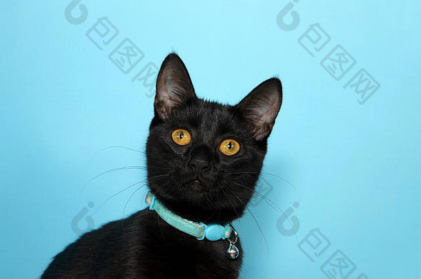 一只可爱的黑斑猫的肖像，金黄色的眼睛，带着好奇的表情看着观众。戴带铃铛的项圈以警告鸟类。布鲁