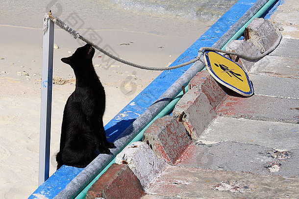 古巴玛利亚·拉戈尔达附近的一只猫