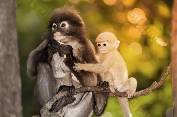 坐在树上休息的暗叶猴、暗叶叶猴或斑叶猴的母子。