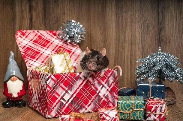 2020年的象征是老鼠，是新年的装饰元素。鼠年。一只带白点的灰色老鼠坐在一个盒子里，盒子里装着新年礼物。