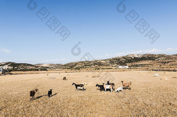 一群山羊在希腊米洛斯岛的田野上吃草