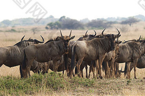南非大草原上的野生动物群。