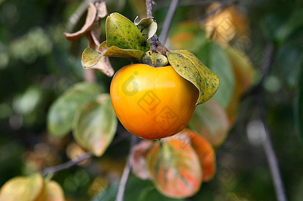柿子果实和树，北加利福尼亚州。