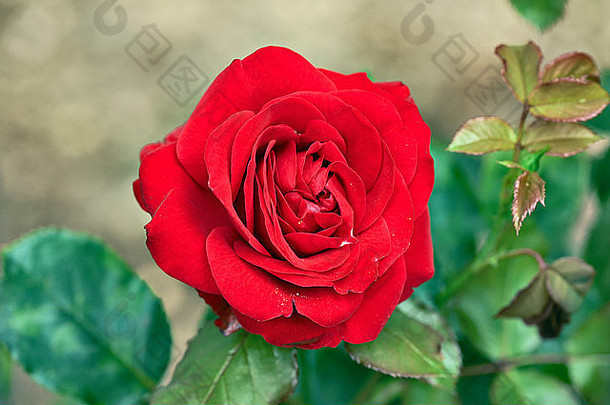 优雅的红色的玫瑰自然绿色背景