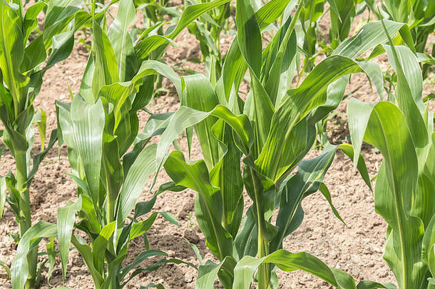 玉米作物日益增长的