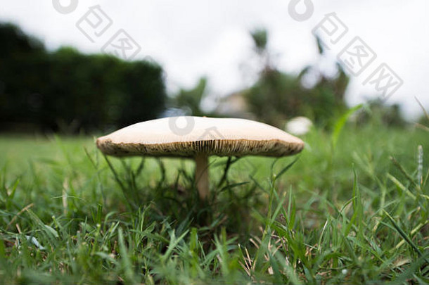 单蘑菇集场草