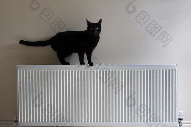 黑色的猫站前散热器米色墙