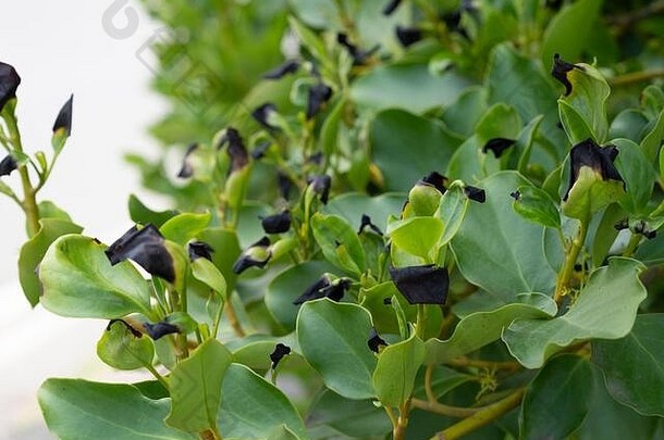 海岸灰蝶又名卡普卡，新西兰阔叶或木瓜。树篱植物。黑色叶尖可能是由于霜冻造成的。
