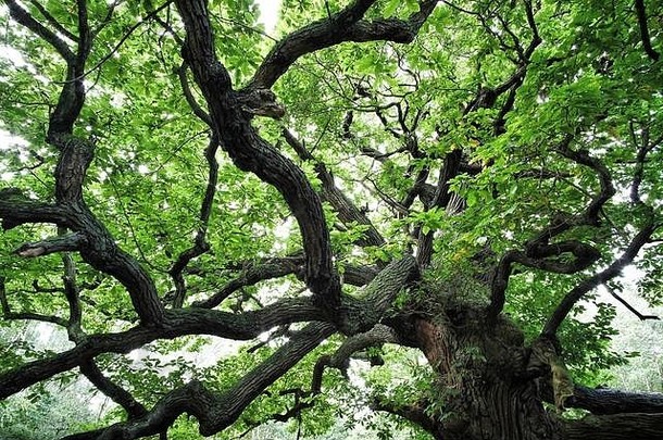 舍伍德森林的橡树，既年轻又非常古老。