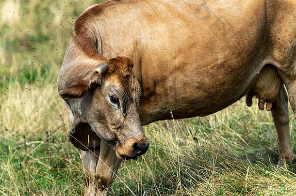 棕色（的）乳制品牛角站山牧场意大利阿尔卑斯山脉欧洲