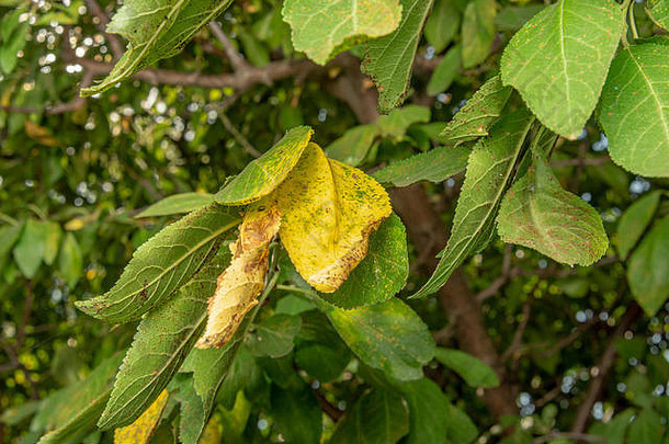 梨的叶子和藤蔓的病害——对腐烂和寄生虫损害的特写。工业梨园的保护理念