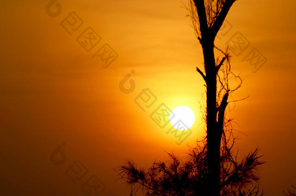 日落集视图，树和金色背景
