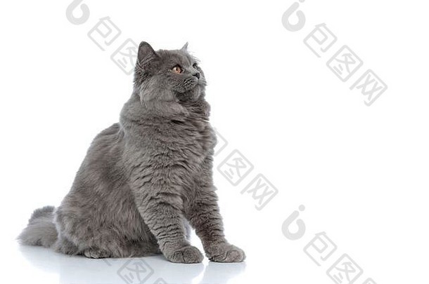 一边视图美妙的英国知识分子的猫灰色的皮毛坐着之前白色工作室背景